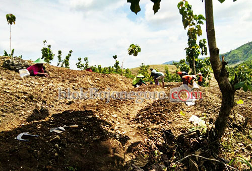 Meski Murah, Petani Sekar Tetap Tanam Bawang