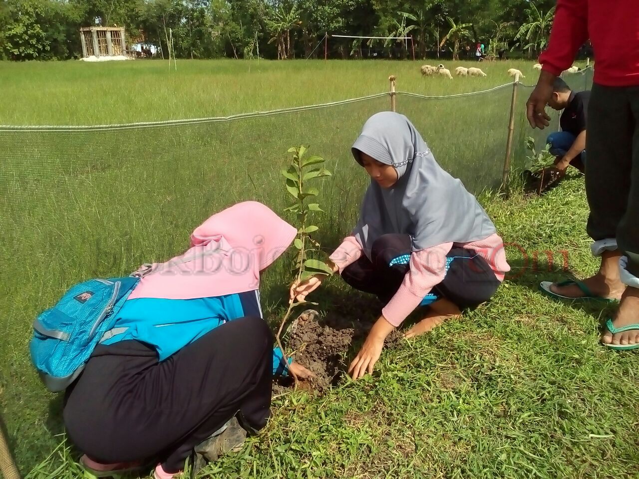 Kartar Desa Sukowati Tanam 250  Bibit Buah-Buahan