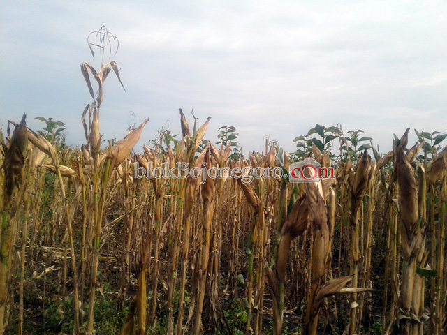 Jagung Jadi Tanaman Adalan di Clebung