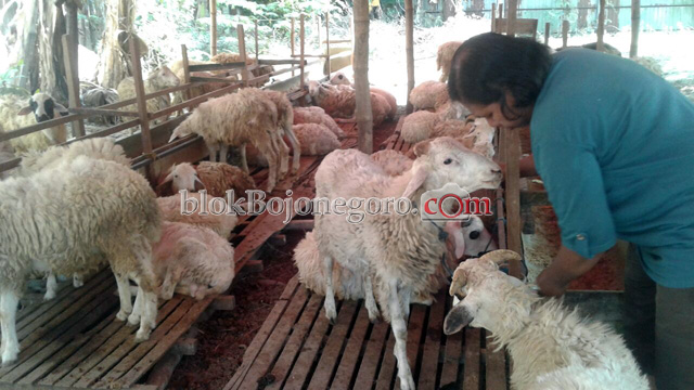 Penjual Kambing di Jalan Protokol Bermunculan