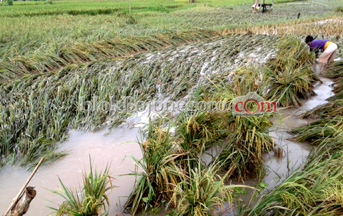 Padi Siap Panen Rusak Diterjang Banjir Bandang