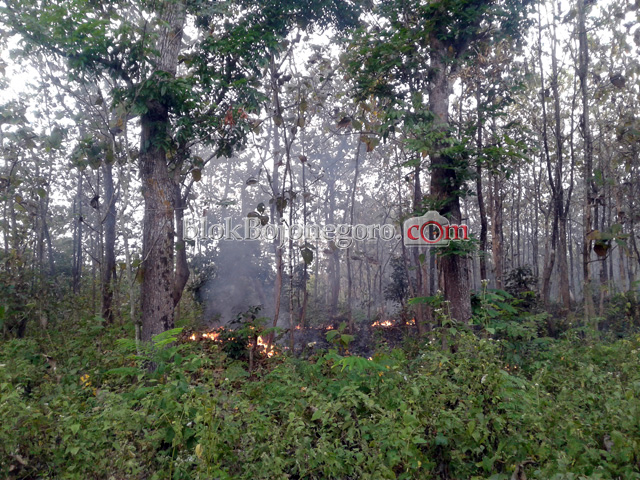 Kemarau, Kebakaran Hutan Mulai Terjadi di Ngasem