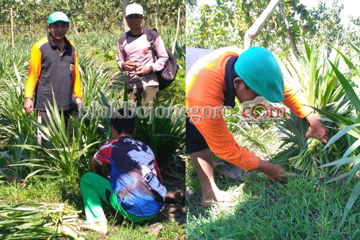 Pesanggem Ngasem Tanam Rumput Odot