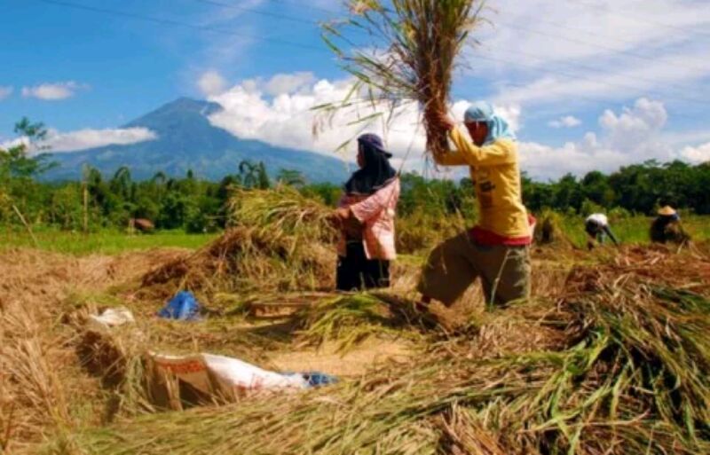 Harga Gabah di Sekar Mulai Naik