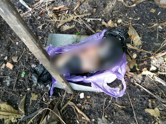 Ha..! Dikira Bangkai Tikus, Ternyata Bayi