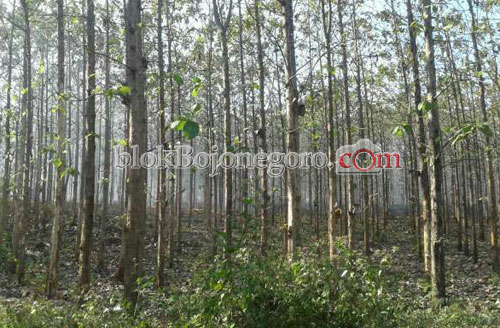 Hingga Pagi, Kebakaran Hutan Dander-Bubulan Belum Padam