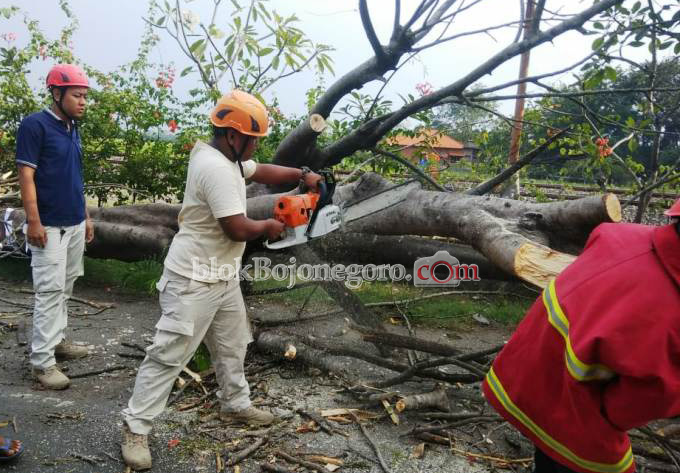 Ada Pohon Tumbang, Jalur Bojonegoro - Babat Sempat Macet