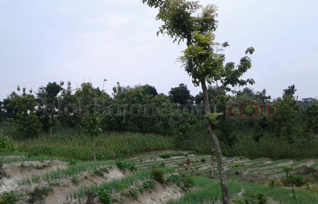 Harga Bawang Merah di Sekar Tak Kunjung Membaik