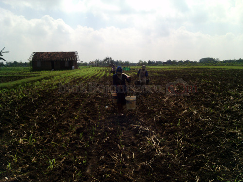 Memasuki Musim Kemarau, Petani Growok Tanam Jagung