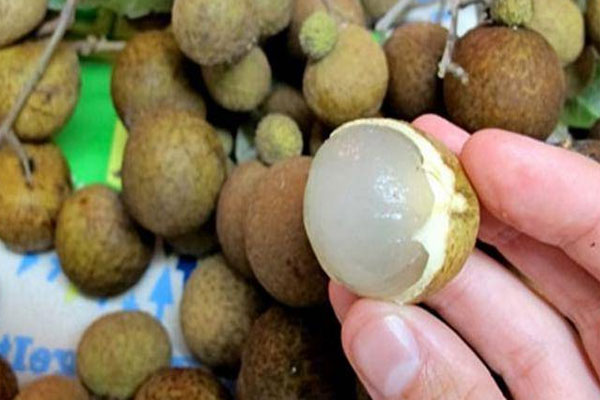 Dander Ingin Kembangkan Wisata Kebun Kelengkeng