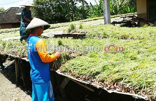 Bawang Merah Di Petani Murah, di Pasar Mahal