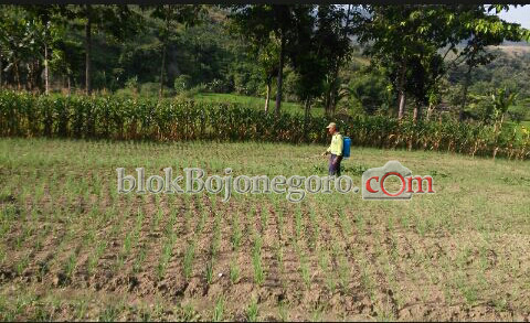 Coba Peruntungan, Petani Bubulan Ikut Tanam Bawang