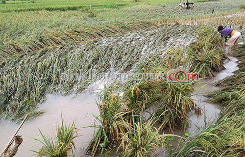 Ratusan Hektar Padi Siap Panen di Sukosewu Terendam