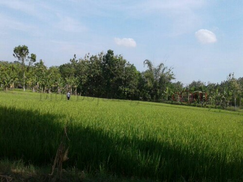 Hama Tikus Resahkan Petani di Bubulan