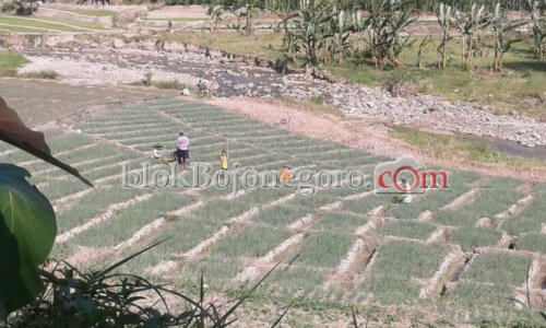 Hama Grandong Rusak Bawang Petani di Krondonan