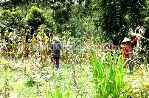 Petani Krondonan Panen, Harga Jagung Tak Bersahabat