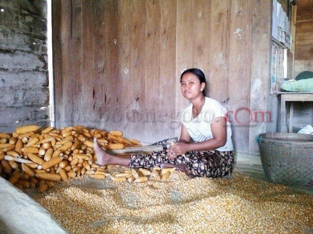 Dua Dusun di Meduri Sudah Masuk Panen Jagung