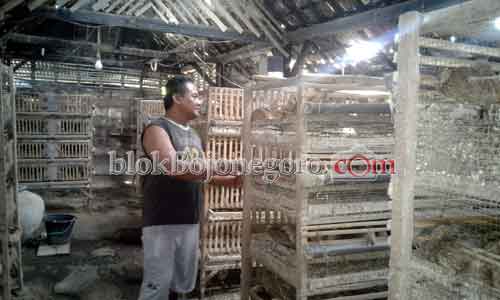 Telur Puyuh Satu-satunya Dominasi Pasar di Temayang