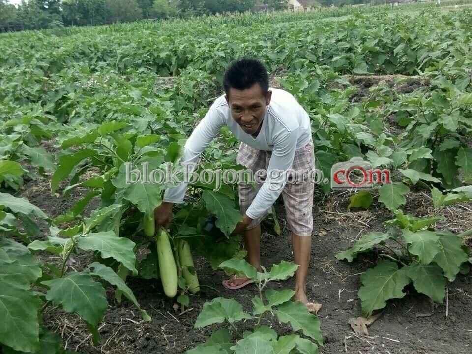 Bulan Agustus Petani Terong Donan Panen Raya