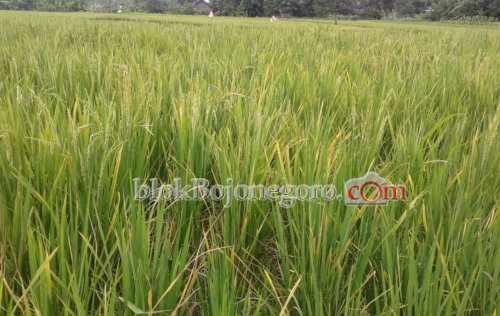 Hama 'Kresek' Mulai Serang Tanaman Padi