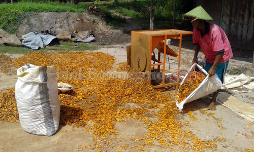 Buka Peluang, Kunyit Bisa Bernilai Ekonomis Tinggi
