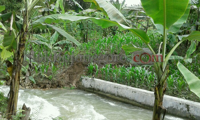 Pintu Waduk Pacal Dibuka, Lahan Warga Tergerus