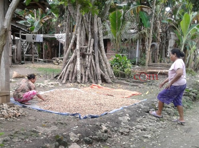 Awal Tahun, Petani di Bubulan Mulai Penen Kacang Tanah