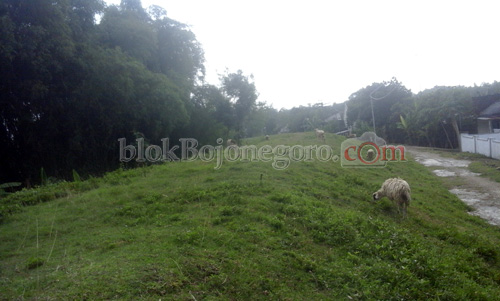 Manfaatkan Tanggul Bengawan untuk Gembalakan Kambing