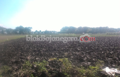 Meski Dirasa Telat, Petani Kanor Tetap Tanam Tembakau