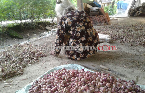 Harga Bawang Merah di Krondonan Anjlok