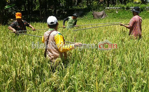 Kanor Memiliki Pertumbuhan Ekonomi Tercepat di Bojonegoro Timur