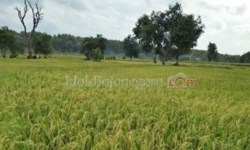 Alhamdulillah, 2.840 Hektare Lahan Padi Segera Panen