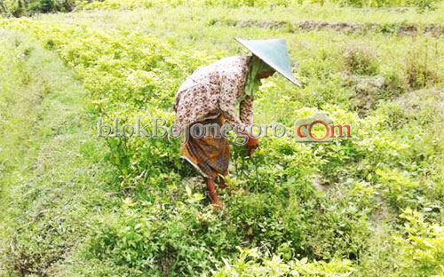 Harga Cabai di Sekar Rp50.000 per kilogram