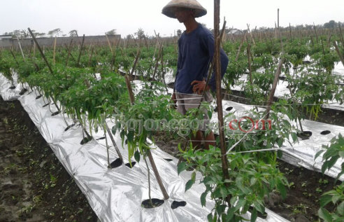 Harga Fluktuatif, Petani di Dander Tetap Tanam Cabai