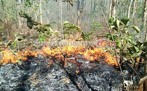 Terjadi Lagi, Hutan di Bojonegoro Terbakar