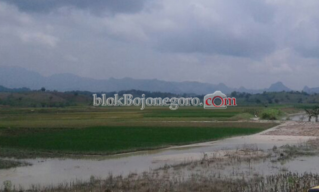Akibat Luapan Air Waduk Pacal, Padi Terancam Gagal Panen