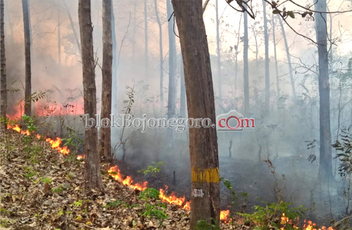 4 Kali Kebakaran Hutan, Adm Perhutani Ancam Pidanakan Pelaku