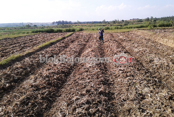Pancaroba, Warga Mulai Tanam Cabai dan Tembakau