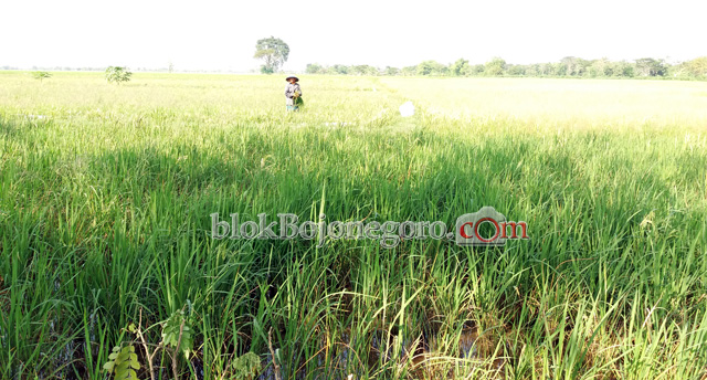 Padi di Ngumpakdalem Terserang Penyakit Potong Leher