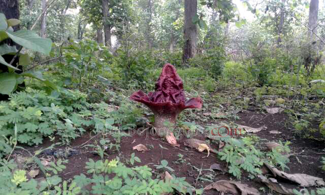 Langka, Bunga Bangkai Tumbuh di Hutan Dander