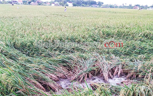 Angin Kencang Robohkan Padi Milik Petani Campurrejo