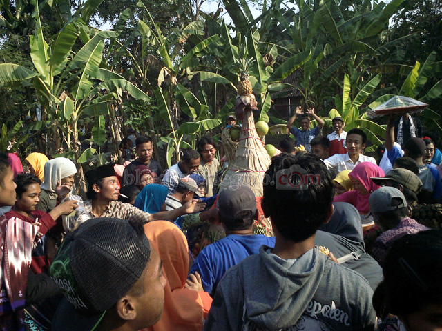 Rebutan Gunungan Puncak Acara Grebek Berkah