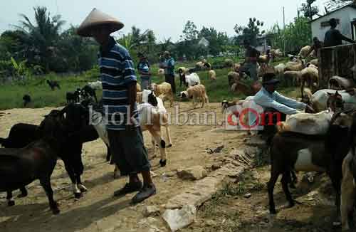 Mendekati Lebaran, Harga Hewan Kurban Terus Naik