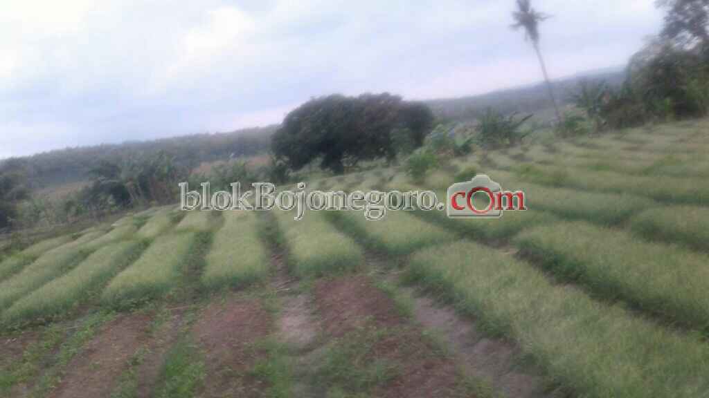 Uji Coba, Tanaman Bawang Merah di Bubulan Siap Panen