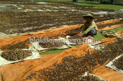 Meski Musim Panen, Harga Kacang Tanah Tetap Tinggi