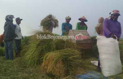 Banjir dan Kekeringan Kendala Produktivitas Padi