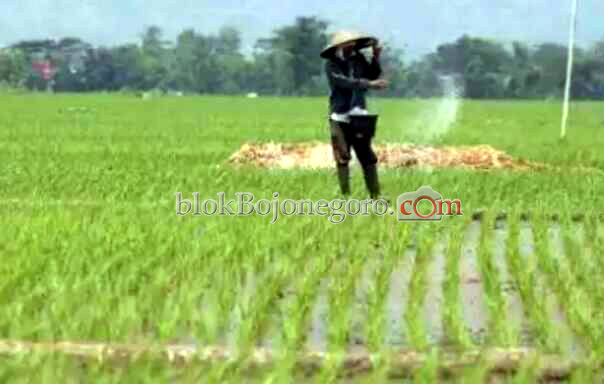 Sebagian Petani di Sekar Kesulitan Mencari Pupuk