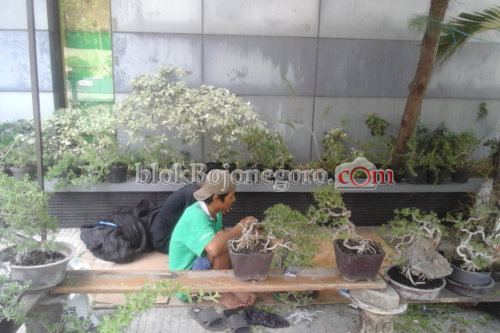 Ada Festival Bonsai di Acara Bojonegoro Art, Culture and Tourism