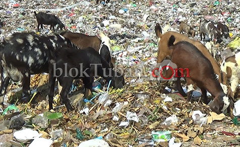 Dampak Mengkonsumsi Kambing Pemakan Sampah Bagi Kesehatan
