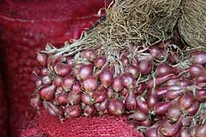 Jelang Masa Tanam, Harga Bibit Bawang Meroket